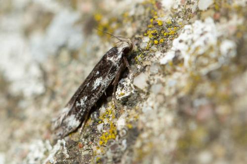 Anacampsis sp.