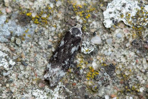 Anacampsis sp.