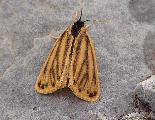 Réf. 316 427 : Setina aurita