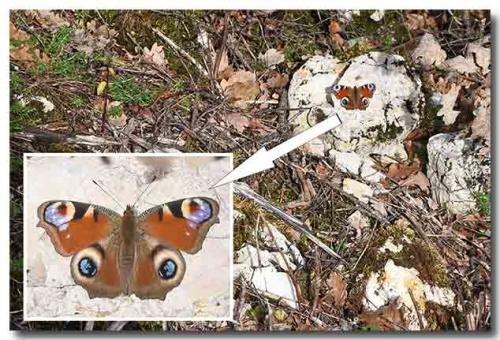 Aglais io