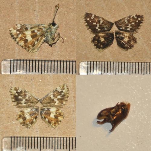 Réf. 316 732 : Pyrgus cirsii