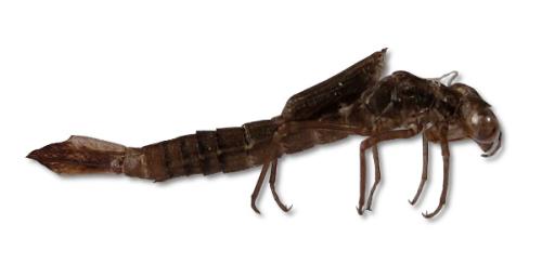 Nehalennia speciosa