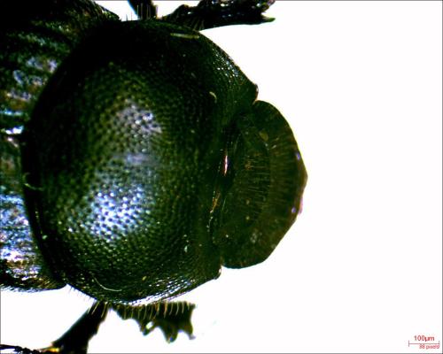Réf. 316 442 : Onthophagus sp.