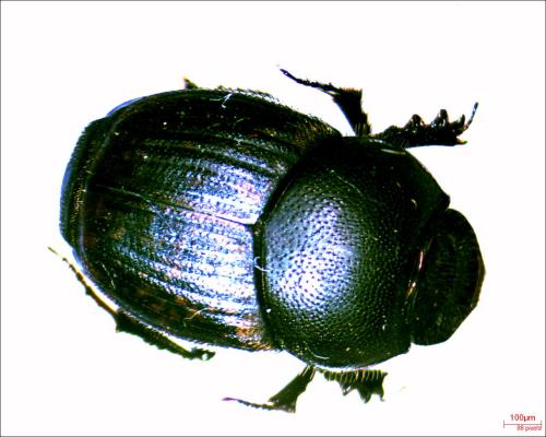 Réf. 316 443 : Onthophagus sp.