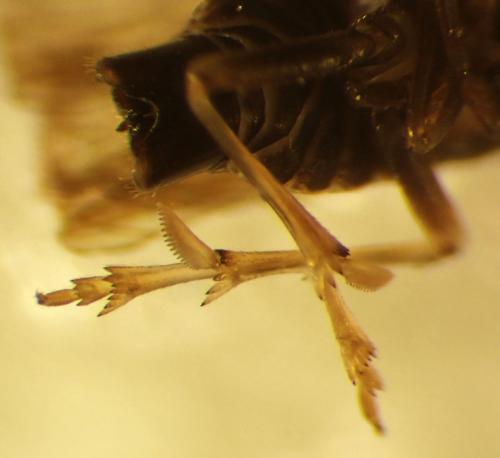 Javesella sp.