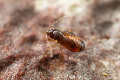Ceratocombus brevipennis