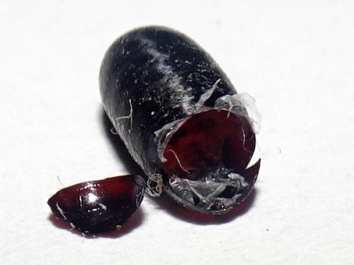 Réf. 316 344 : Exoristinae inconnu