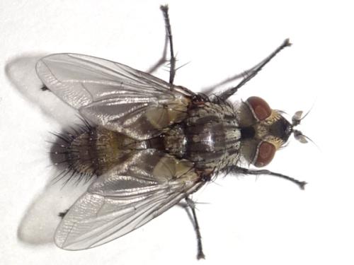 Réf. 316 345 : Exoristinae inconnu