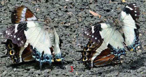 Polyura clitarchus