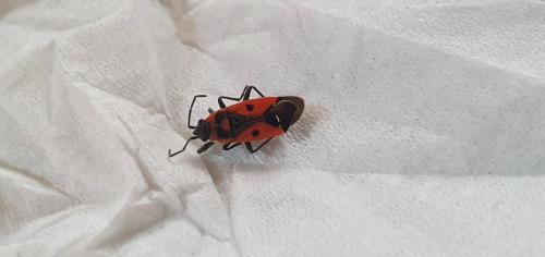 Melanocoryphus albomaculatus