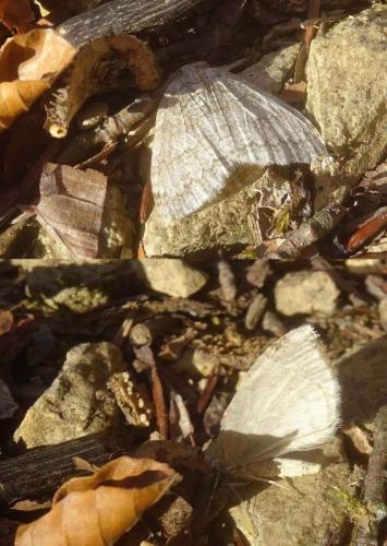 Epirrita sp.