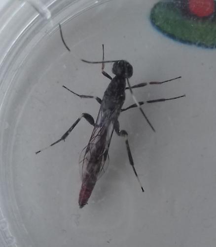 Xorides filiformis