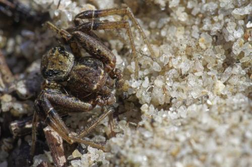 Réf. 316 453 : Xysticus sp.