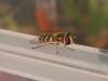 316147 – Photo : Andre Astric – France (68)