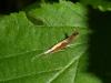 316926 – Photo : Andre Astric – France (68)