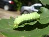 316996 – Photo : Andre Astric – France (67)