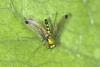 316466 – Photo : D. Martinez – Philippines