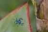 316576 – Photo : D. Martinez – Philippines