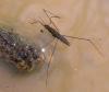 316895 – Photo : Arthropa - Benoit Martha – France (21)