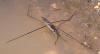 316896 – Photo : Arthropa - Benoit Martha – France (21)