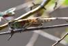 Locusta migratoria
