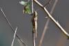 Locusta migratoria
