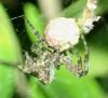 316434 – Photo : H. Dumas – France (13)