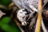 316039 – Photo : Anton Gjeldum – Croatie