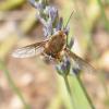 316995 – Photo : Philippe Fourtier – France (06)