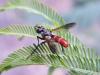 316631 – Photo : Philippe Fourtier – France (06)