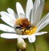 316885 – Photo : Philippe Fourtier – France (06)
