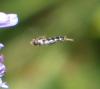 316878 – Photo : Philippe Fourtier – France (06)