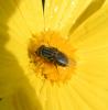 316477 – Photo : Philippe Fourtier – France (06)