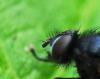 316791 – Photo : Oryctes – France (59)