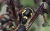 316909 – Photo : Jean-Sébastien Carteron – France (67)