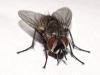 316425 – Photo : Syrphus – France (26)