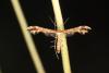 Oxyptilus sp.