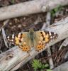 316821 – Photo : Philippe Fourtier – France (06)