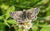 316825 – Photo : Ivan Jaubertie – France (82)