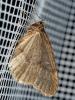 316133 – Photo : Cédric Mondy – France (94)