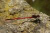 316417 – Photo : Catherine Reymonet-Smitten – France (19)