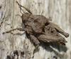 316400 – Photo : Christian Berquer – France (05)