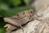 316401 – Photo : Christian Berquer – France (05)