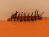 316565 – Photo : Jean-Claude Jamoulle – Martinique