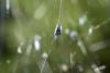 316262 – Photo : D. Martinez – Philippines