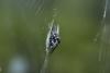 316440 – Photo : D. Martinez – Philippines