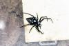 316441 – Photo : D. Martinez – Philippines
