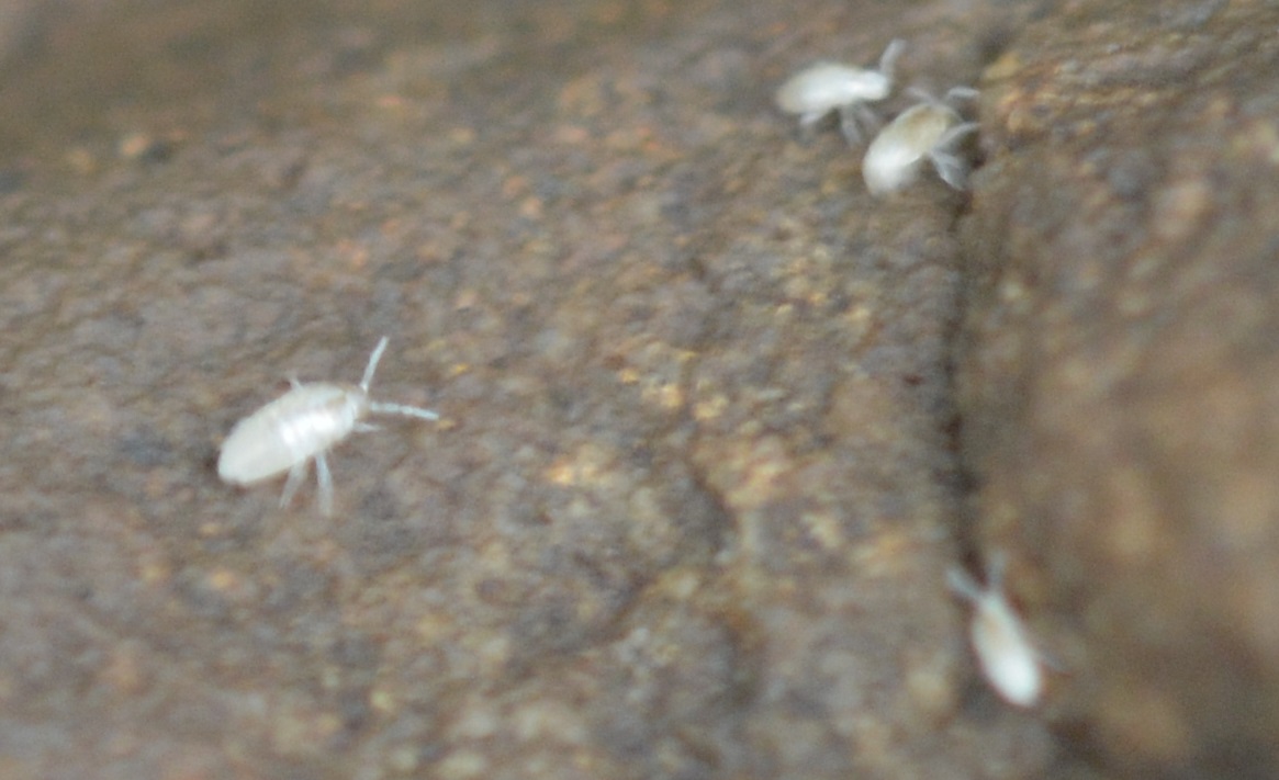Christian Berquer - Cyphoderus albinus - réf. 316297 (1165 x 711 pixels, 215 ko)