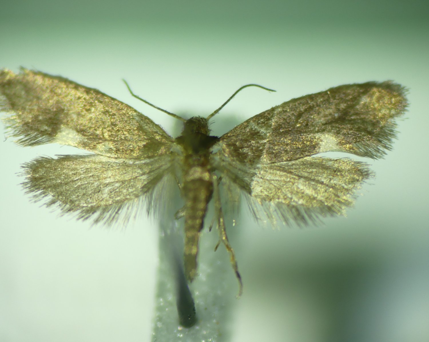 Ppersuy - Lampronia morosa - réf. 316815 (1500 x 1196 pixels, 194 ko)