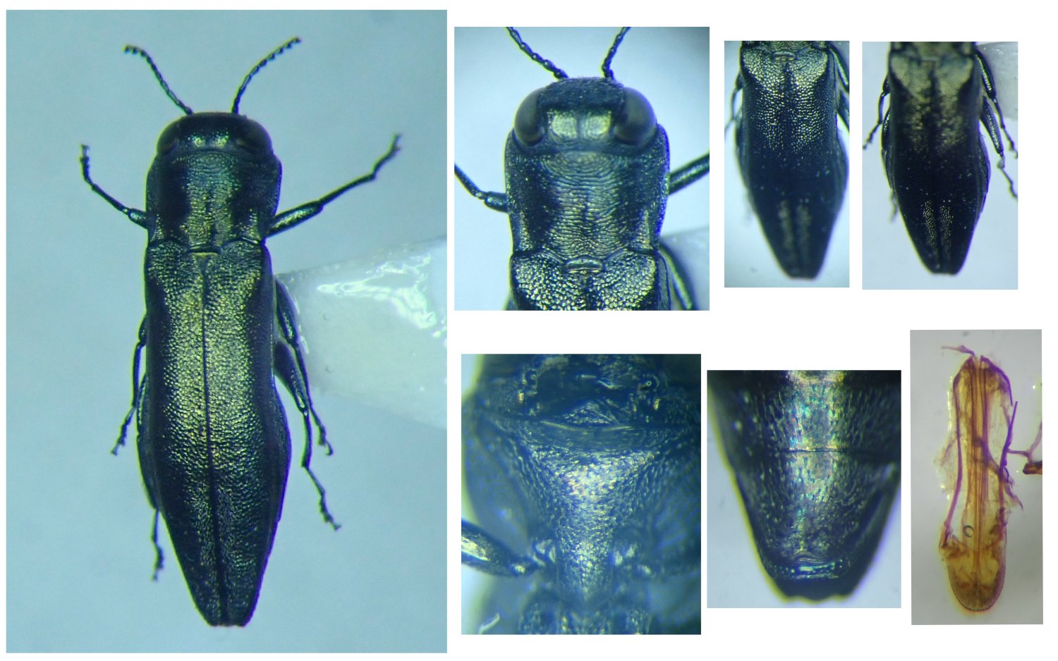 Secteri - Agrilus (Quercuagrilus) graminis - réf. 316320 (1500 x 938 pixels, 208 ko)